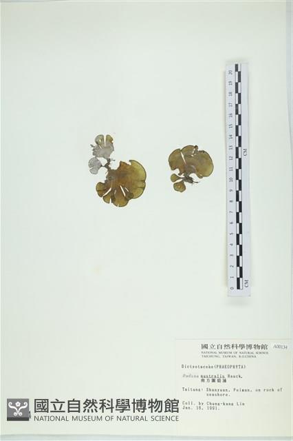 南方團扇藻藏品圖，第3張