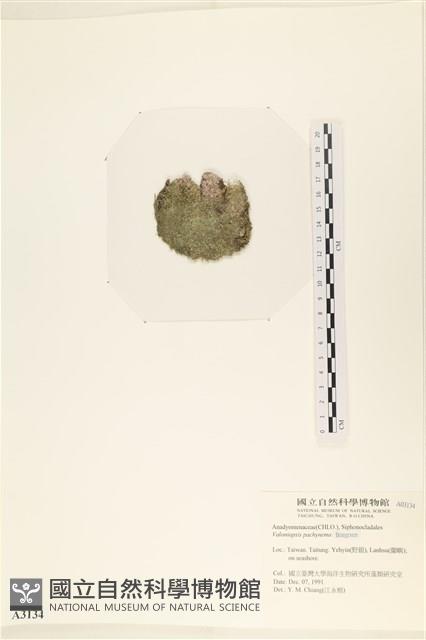 指枝藻藏品圖，第3張