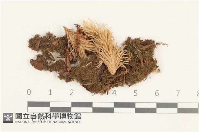 登錄號:B00019534藏品圖，第1張