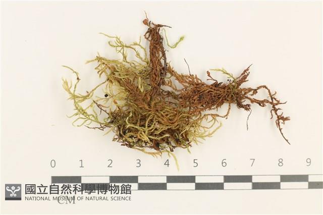 登錄號:B00012434藏品圖，第1張