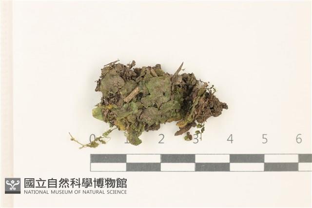 蛇苔藏品圖，第1張