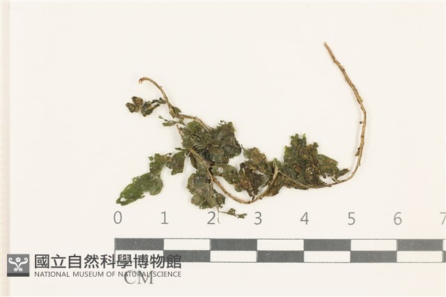 齒邊疣鱗苔藏品圖，第1張
