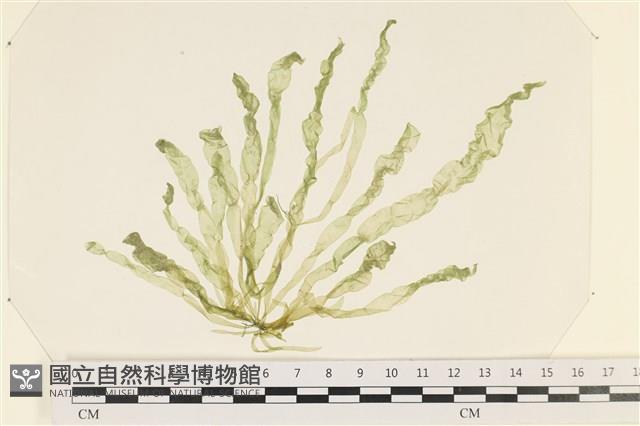 腸滸苔, 河石髮藏品圖，第1張