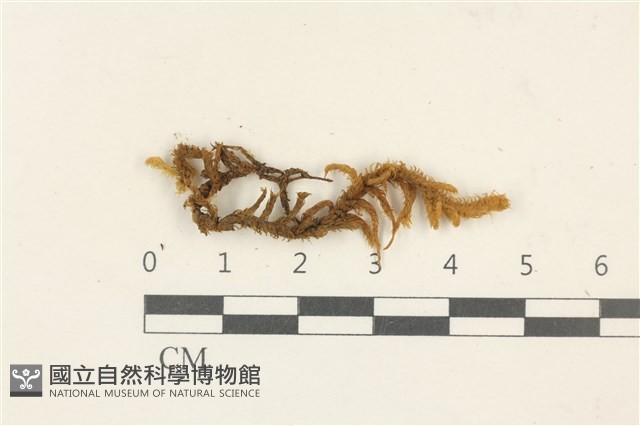 蔓枝蘚藏品圖，第1張