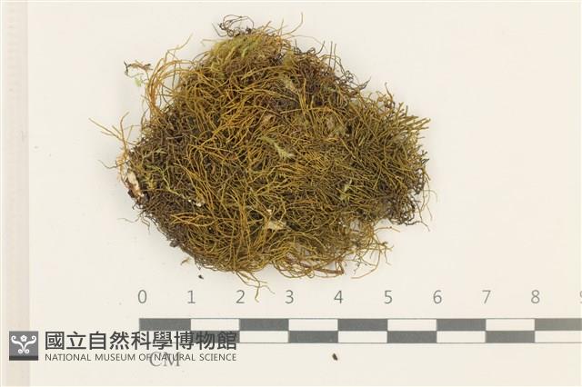 碎葉牛舌蘚藏品圖，第1張