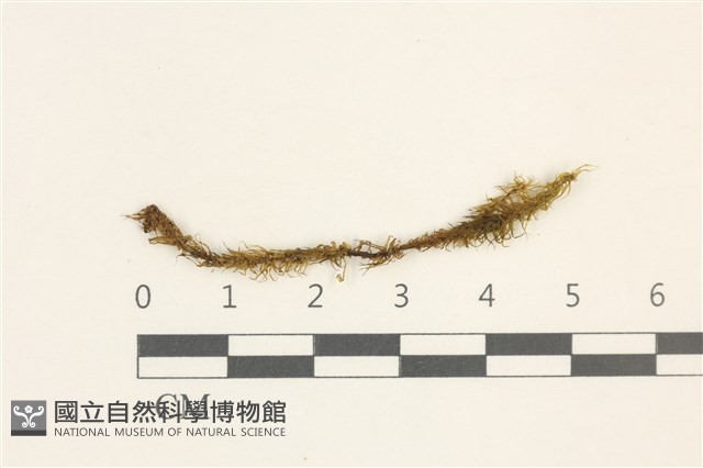 登錄號:B00013434藏品圖，第1張