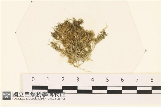 登錄號:A00003434藏品圖，第1張