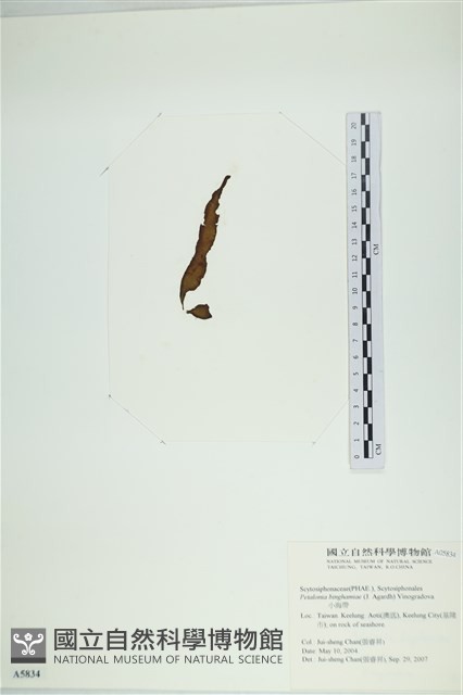 葉苔, 小海帶藏品圖，第3張