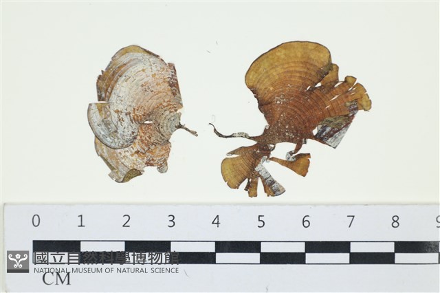 小團扇藻藏品圖，第1張