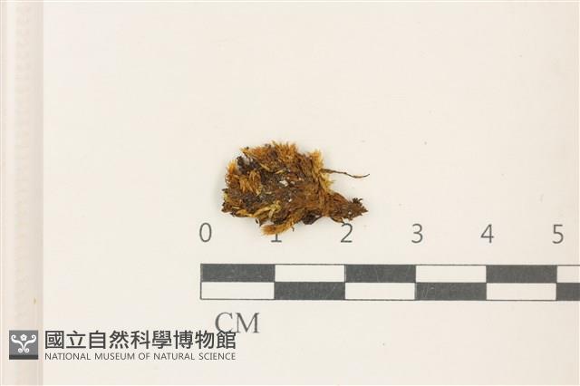 細尖疣胞蘚藏品圖，第1張