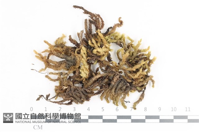 毛扭蘚藏品圖，第1張