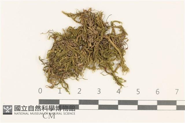 細枝青蘚藏品圖，第1張