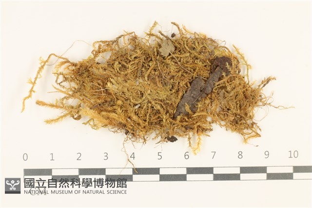 柳葉蘚碩枝亞種藏品圖，第1張