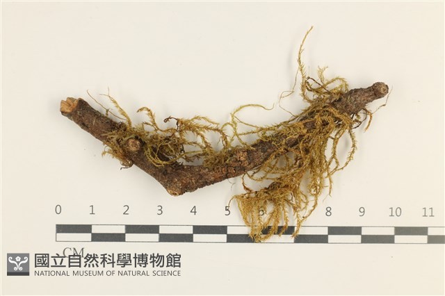 鞭枝懸蘚藏品圖，第1張