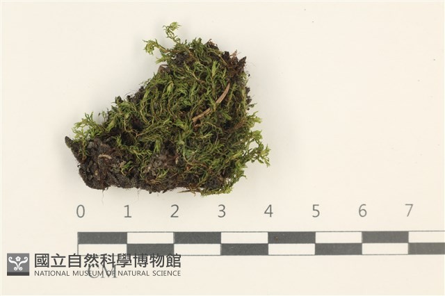 登錄號:B00011734藏品圖，第1張