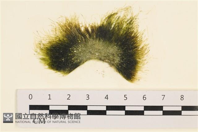 登錄號:A00001734藏品圖，第1張