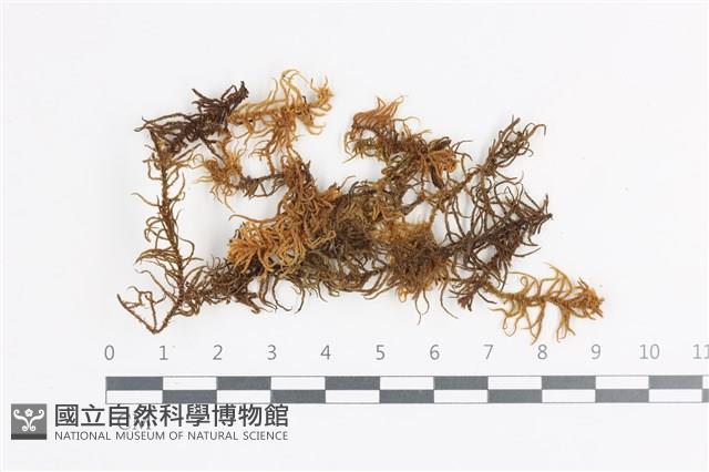 登錄號:B00018654藏品圖，第1張