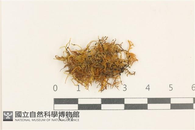 登錄號:B00009654藏品圖，第1張