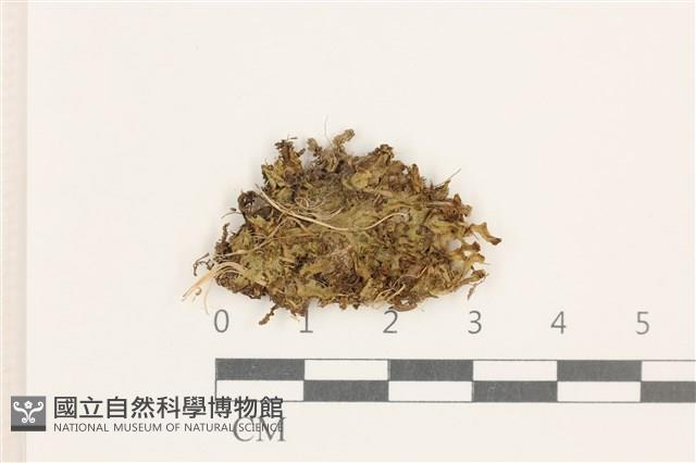 小蛇苔藏品圖，第1張