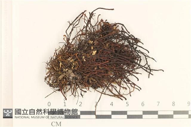 登錄號:B00020654藏品圖，第1張