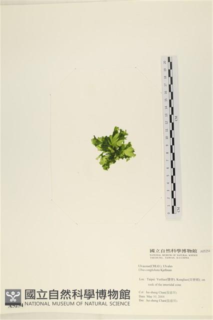 茶花石蓴, 牡丹菜藏品圖，第3張