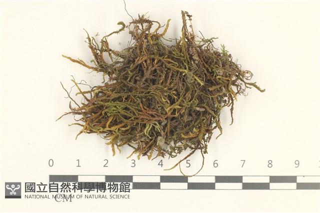登錄號:B00013254藏品圖，第1張