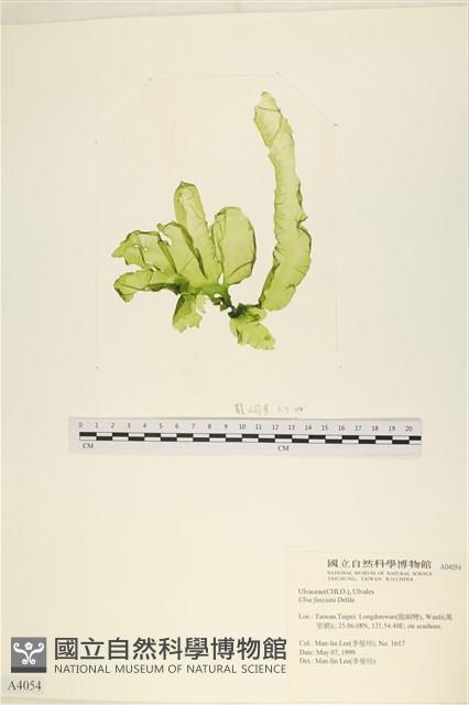長片石蓴, 裂片石蓴藏品圖，第1張