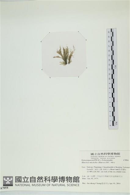 棲狀褐茸藻藏品圖，第3張