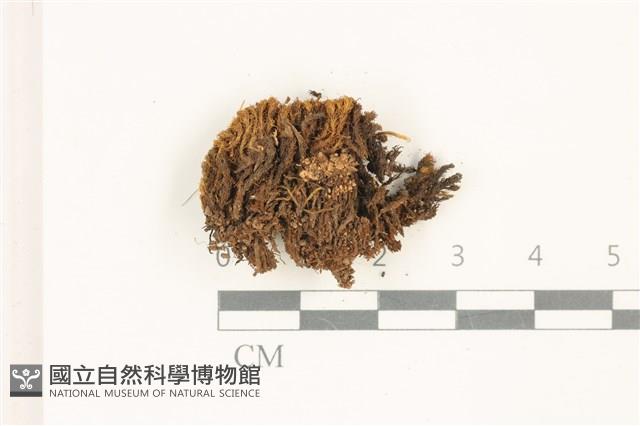 索氏叢本蘚藏品圖，第1張