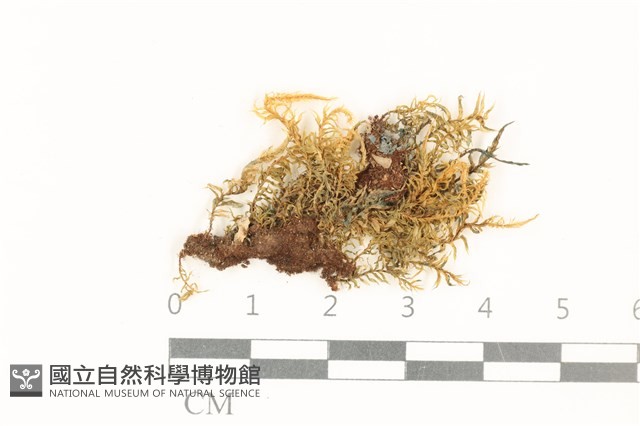 粗齒雉尾蘚藏品圖，第1張