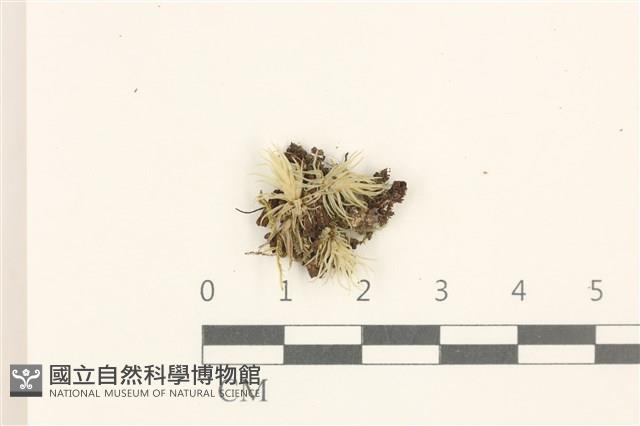 登錄號:B00015154藏品圖，第1張