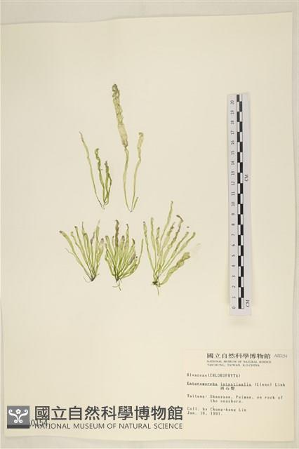 腸滸苔, 河石髮藏品圖，第1張