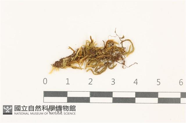 登錄號:B00009554藏品圖，第1張