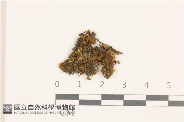 登錄號:B00004554藏品圖，第1張