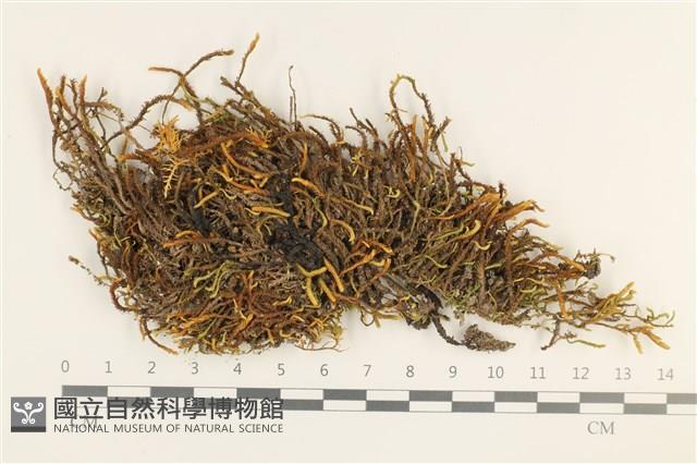 登錄號:B00017554藏品圖，第1張