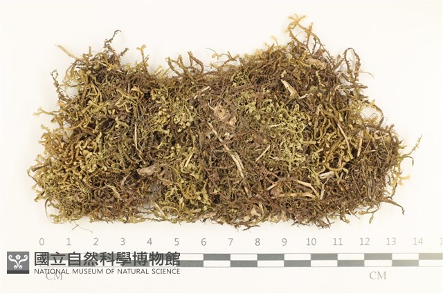 鞭苔,三裂鞭苔藏品圖，第1張