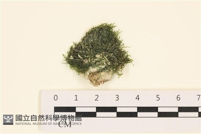 登錄號:A00005554藏品圖，第1張