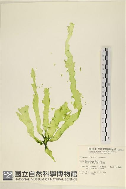 長片石蓴, 裂片石蓴藏品圖，第1張