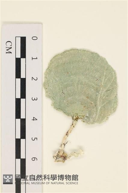 登錄號:A00001454藏品圖，第1張