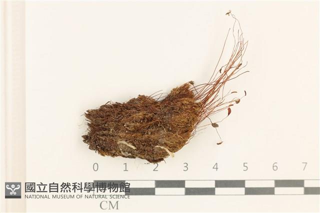 登錄號:B00013454藏品圖，第1張