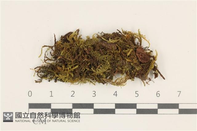 碎葉牛舌蘚藏品圖，第1張