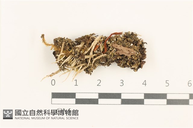 小睫毛苔藏品圖，第1張