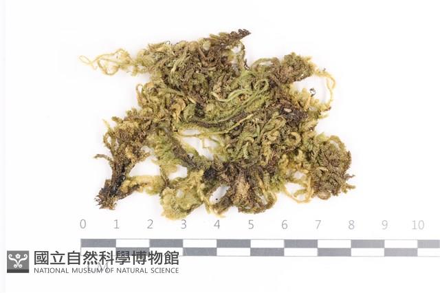 毛扭蘚藏品圖，第1張