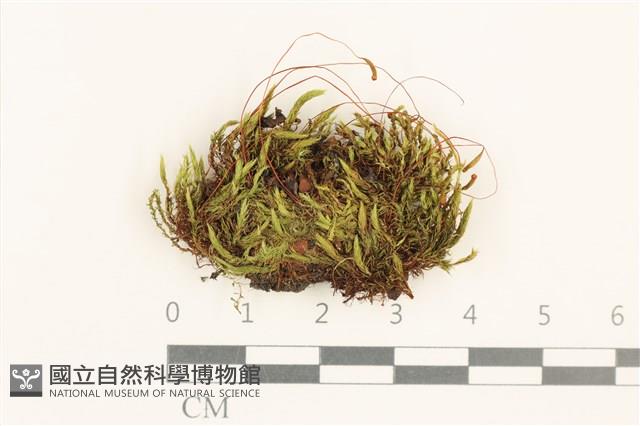 黃色真蘚藏品圖，第1張