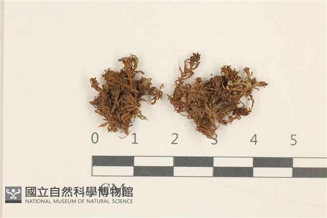登錄號:B00002624藏品圖，第1張