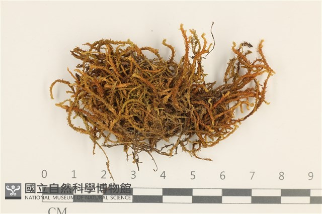 登錄號:B00008624藏品圖，第1張