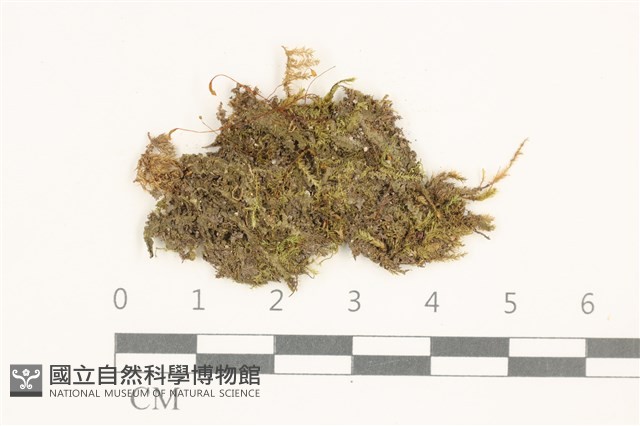 登錄號:B00014624藏品圖，第1張