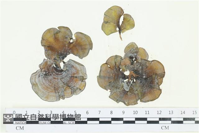 南方團扇藻藏品圖，第1張