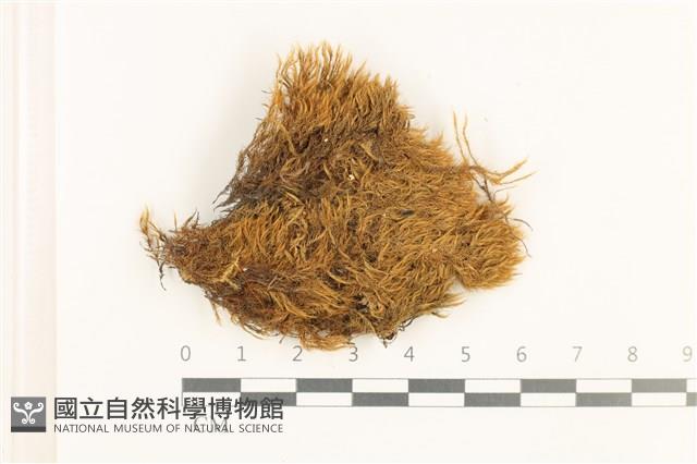 小穗蘚藏品圖，第1張