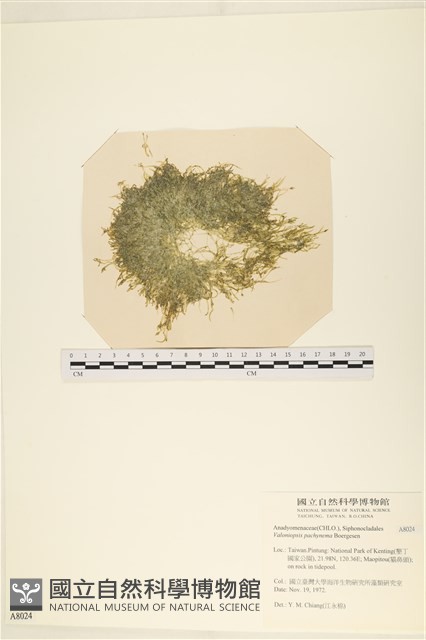 指枝藻藏品圖，第1張